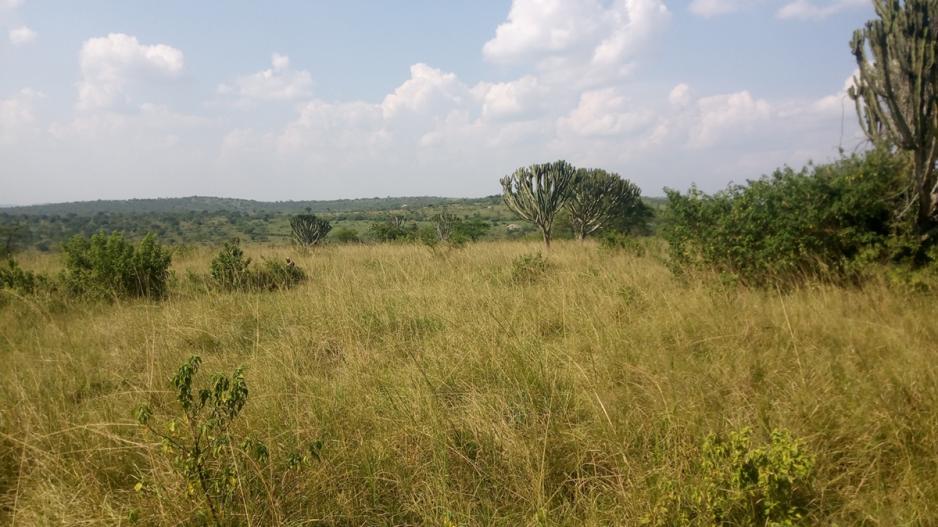 farmland-in-sanga-kiruhura