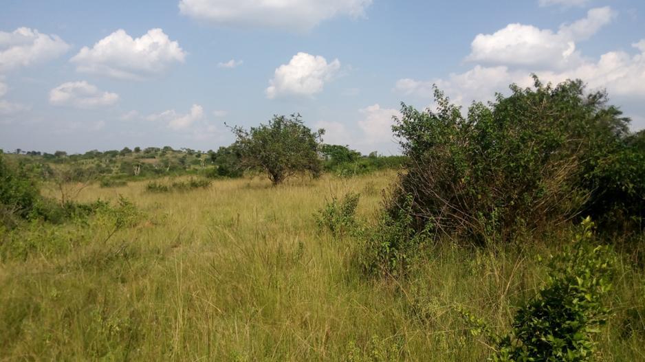 farmland-in-sanga-kiruhura